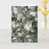 Osmanthus Burkwoodii in de Park Kaart (Gele Bloem)