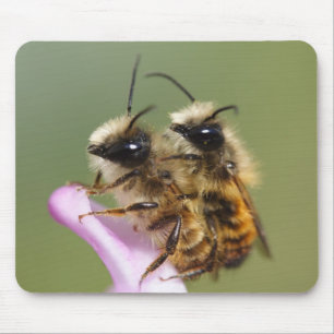Osmia bicornis muismat