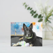 Oso - German Shepherd -4 Briefkaart (Staand voorkant)