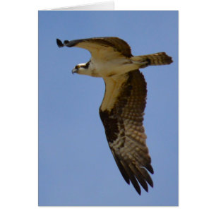 Osprey
