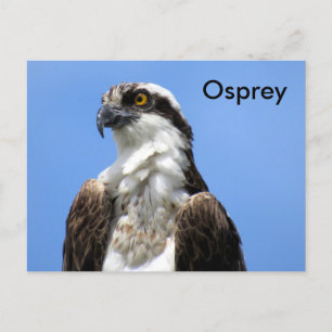 Osprey (4964) Carte postale Apprentissage