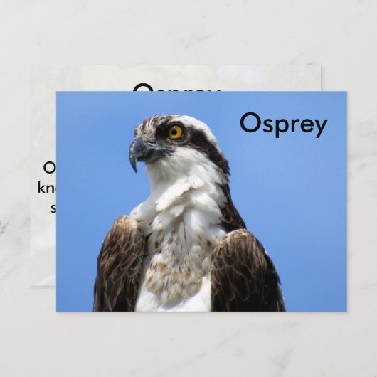 Osprey (4964) Learning-Briefkaart Briefkaart (Voorkant / Achterkant)