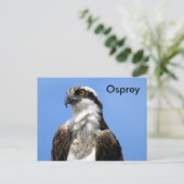Osprey (4964) Learning-Briefkaart Briefkaart (Staand voorkant)