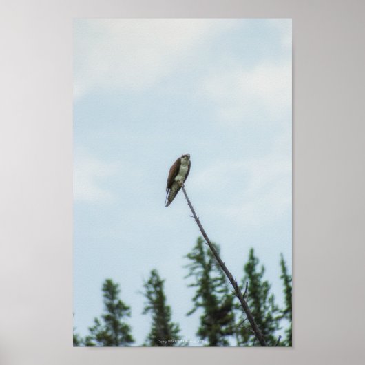 Osprey 9028 poster (Voorkant)