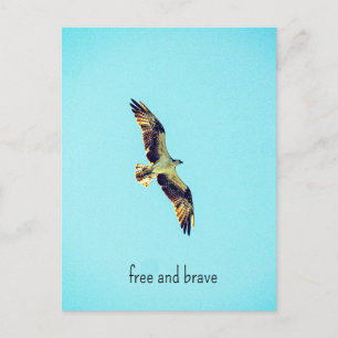 Osprey art feestdagenkaart