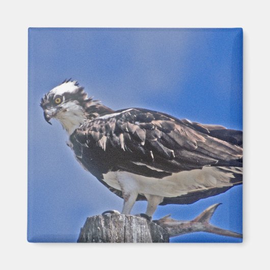 Osprey Bird Magneet (Voorkant)