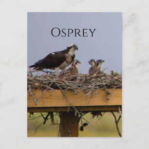 Osprey Bird Nest Briefkaart