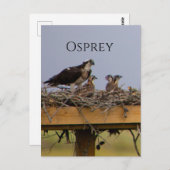 Osprey Bird Nest Briefkaart (Voorkant / Achterkant)