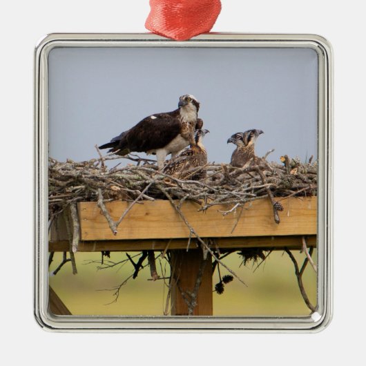 Osprey Bird Nest Ornament (Voorkant)