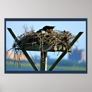 Osprey Bird Nest Poster