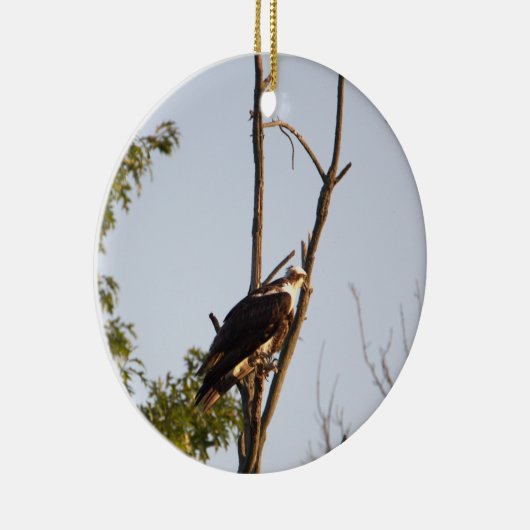 Osprey Bird Ornament (Rechts)