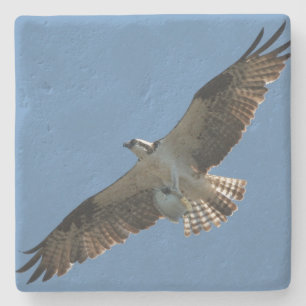 Osprey Bird Wildlife Fish Animal Stone Onderzetter