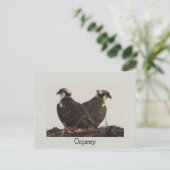 Osprey Birds in het Nest Briefkaart (Staand voorkant)