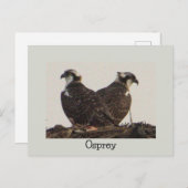 Osprey Birds in het Nest Briefkaart (Voorkant / Achterkant)