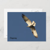 Osprey Briefkaart (Voorkant / Achterkant)