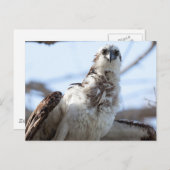 Osprey Briefkaart (Voorkant / Achterkant)