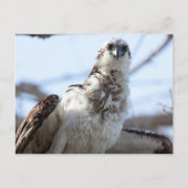 Osprey Briefkaart (Voorkant)