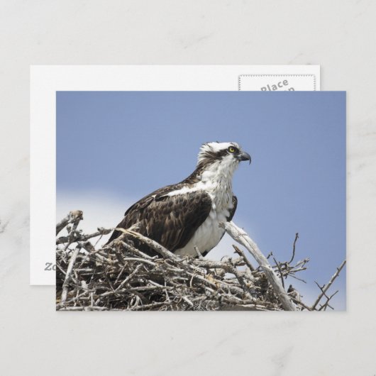 Osprey Briefkaart (Voorkant / Achterkant)