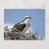 Osprey Briefkaart (Voorkant)