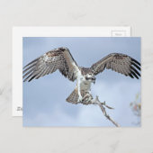 Osprey Briefkaart (Voorkant / Achterkant)