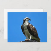Osprey Briefkaart (Voorkant / Achterkant)