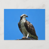 Osprey Briefkaart (Voorkant)