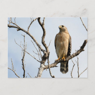 Osprey-Briefkaarten Briefkaart