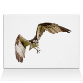 Osprey Coming (Intérieur Horizontal (Haut))