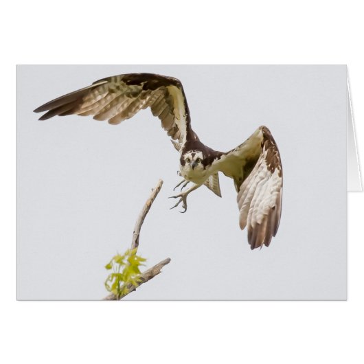 Osprey Coming (Devant horizontal)