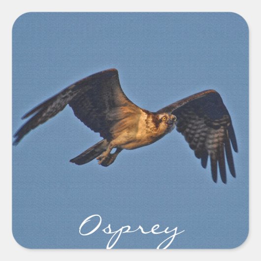 Osprey Fish Eagle Flying at Sunset Vierkante Sticker (Voorkant)