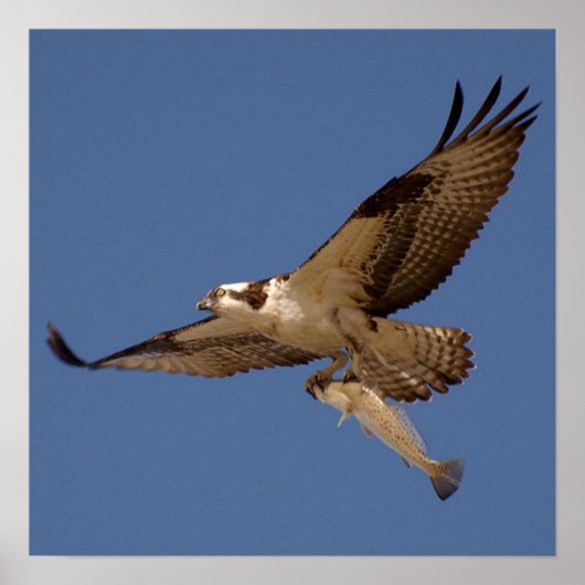 Osprey Fisher Poster (Voorkant)