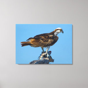 Osprey, Florida Canvas Afdruk