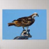 Osprey, Florida Poster (Voorkant)