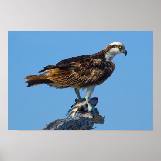 Osprey, Florida Poster (Voorkant)
