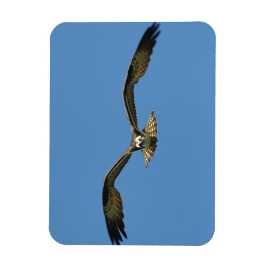 Osprey Flying! Magneet (Verticaal)