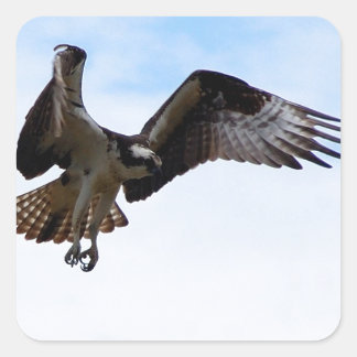 Osprey havik die een oppervlaktevis aanvalt. vierkante sticker