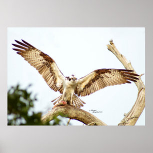 Osprey hawk Ailes ouvertes Poster