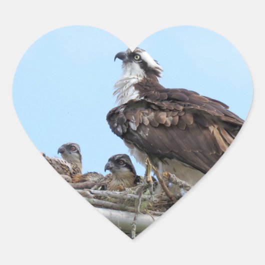 Osprey Hawk mère et bébés Stickers (Devant)