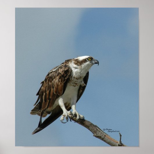 Osprey hawk Poster (Voorkant)