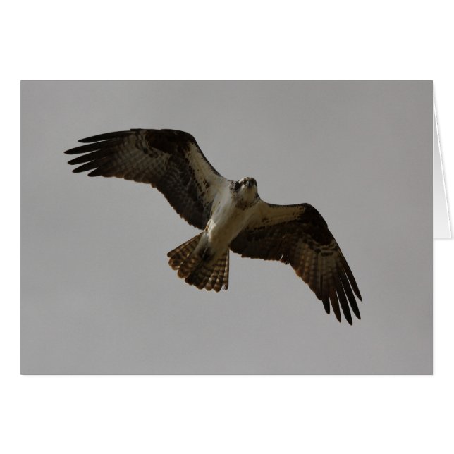 Osprey II (Voorkant Horizontaal)