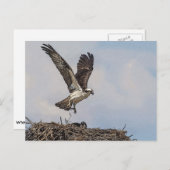 Osprey in een nest briefkaart (Voorkant / Achterkant)
