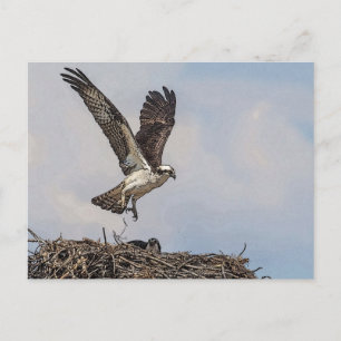 Osprey in een nest briefkaart
