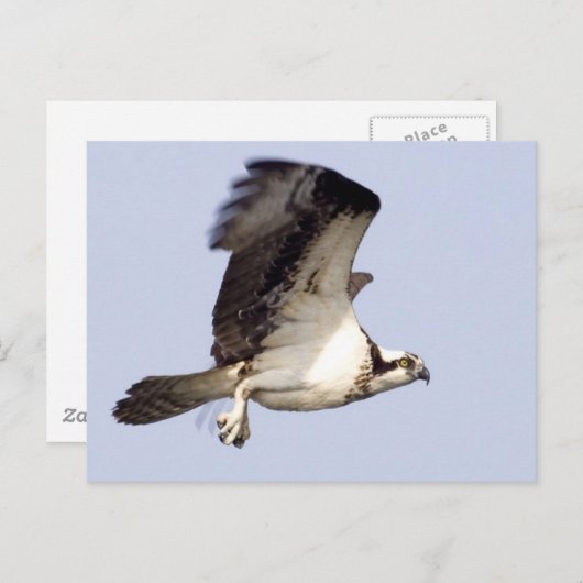 Osprey in Flight Briefkaart (Voorkant / Achterkant)