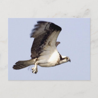 Osprey in Flight Briefkaart