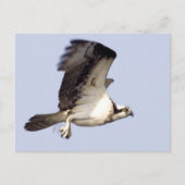 Osprey in Flight Briefkaart (Voorkant)