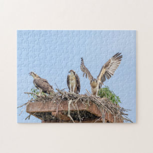 Osprey in het nest (drie amigos) legpuzzel