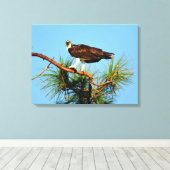 Osprey in het wild canvas afdruk (Insitu (Houten vloer))