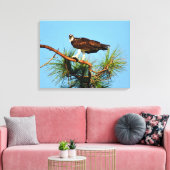 Osprey in het wild canvas afdruk (Insitu (Woonkamer))