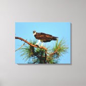 Osprey in het wild canvas afdruk (Voorkant)