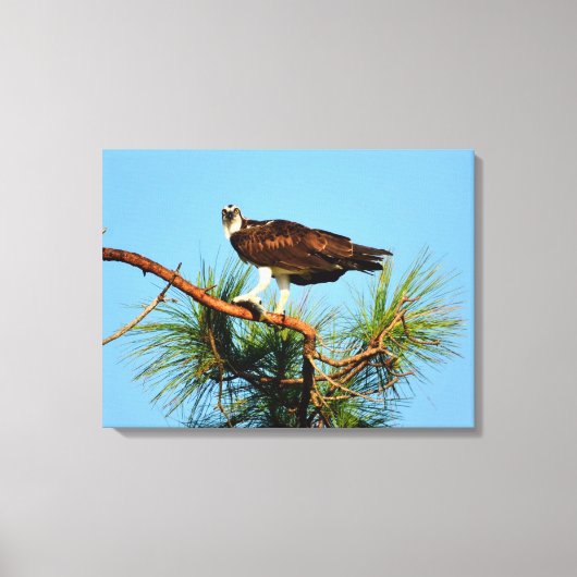 Osprey in het wild canvas afdruk (Voorkant)